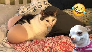 Pet Escape Artists - Funny Pet Video Compilation | Try Not to Laugh 2025 😹