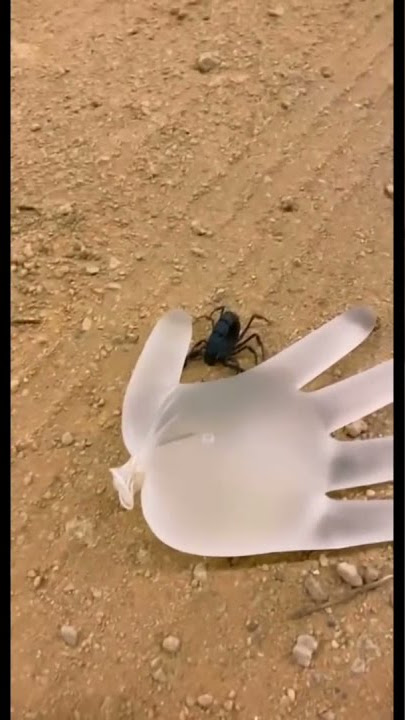 #عقرب #عضه عقرب اسود #سبحان الله وبحمده سبحان الله العظيم