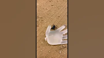 عقرب عضه عقرب اسود سبحان الله وبحمده سبحان الله العظيم 