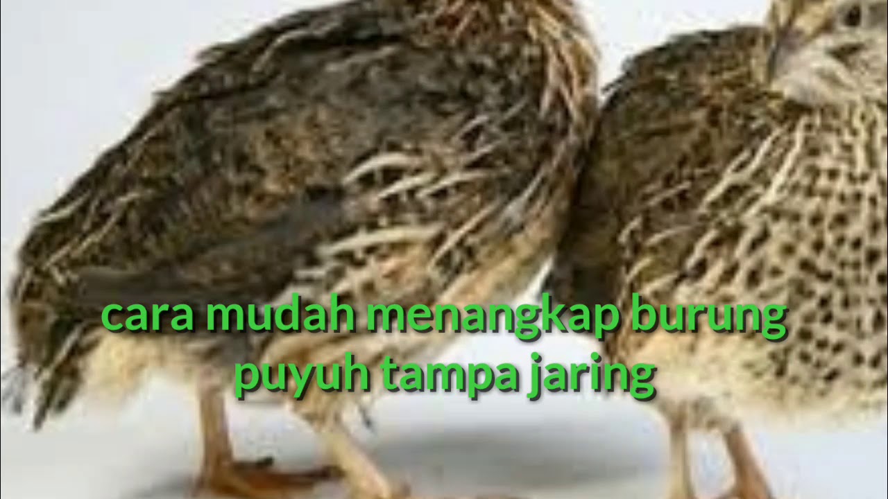 Viral didatangin burung puyuh depan rumah 