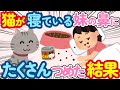【2ch ほのぼの】猫が寝ている妹の鼻の穴にキャットフードをつめているから、見守ってみた結果www
