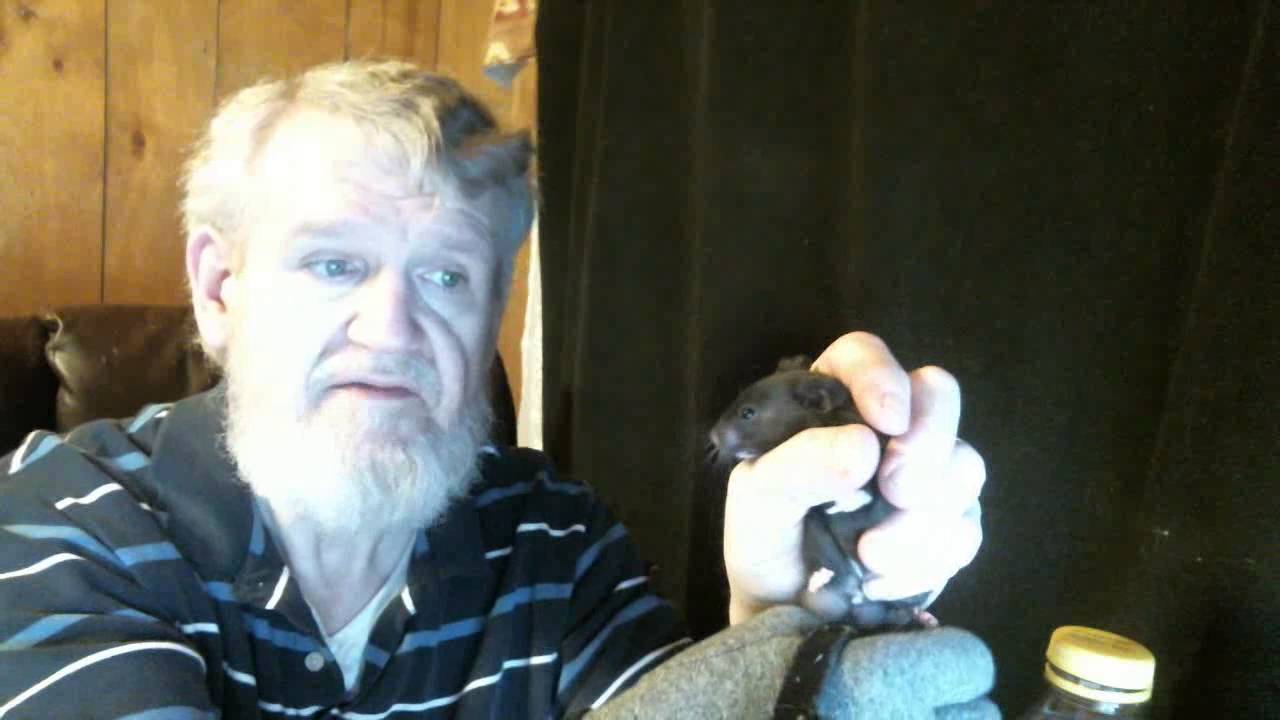 NearlySeniorCitizen Further Explains Very Important Hamster Anatomy