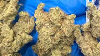 Bud of the Month August