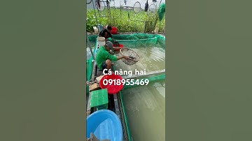 Cá nàng hai (thác lác cườm), ace cần mua gọi trực tiếp cho em ĐT 0918955469 hoặc 0917502382