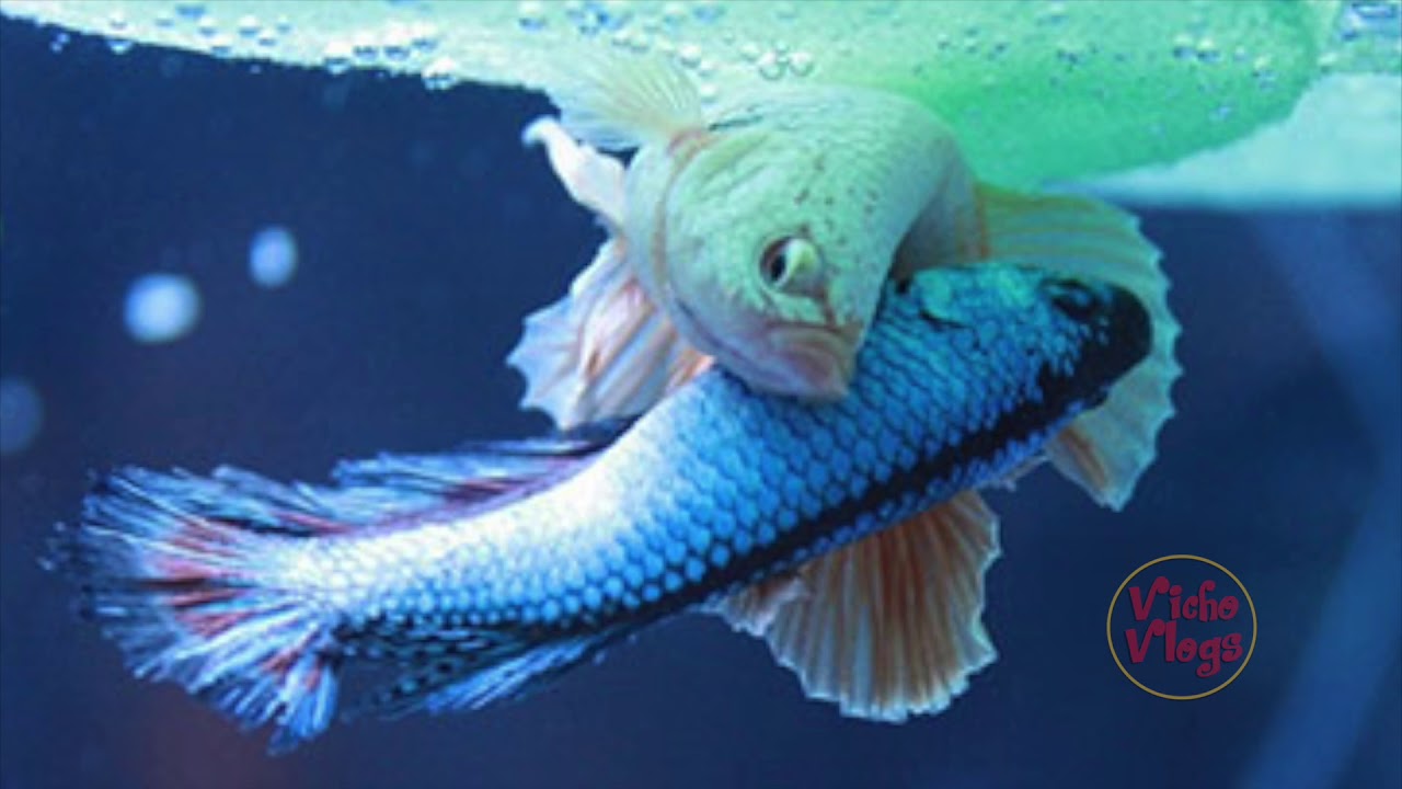 Reproducción del Betta Paso a Paso VichoTips YouTube