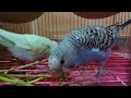 Blues bird 🐦🐦🐦🐦🐦🐦🐦🐦🐦🐦