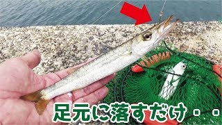 堤防からカマスの泳がせ釣り中足元にジグを落とすだけで(443話目)