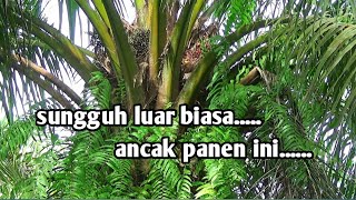Download Lagu Luar biasa areal panen ini.....#petanisawit #klspalmkingultralong  MP3