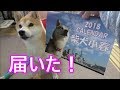 柴犬小春 「これだけは踏まないで!」カレンダーが届いたよってに!年賀状交換のお知らせ