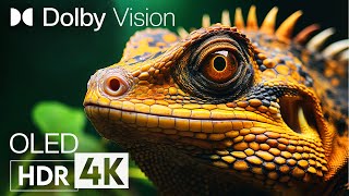 NATURE IN THE EYES OF  4K HDR | Animal Beauty with Cinematic Sound (Animal Colorful Life)