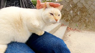 【笹かまぼこ猫】薄っすらコゲた白猫がひざの上に乗ってくつろいでくれた