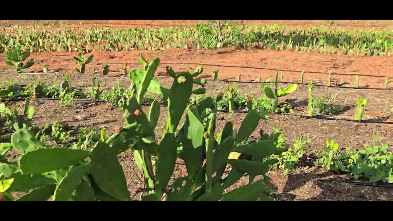 HÁ UM PEQUENO APODRECIMENTO NAS PALMAS CALIFÓRNIAS vendas...zap 83 996112629