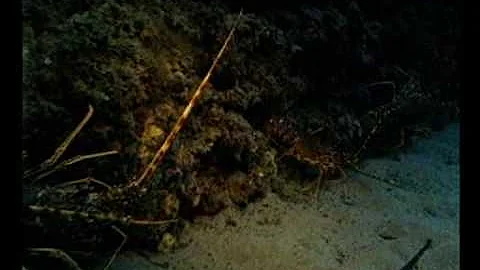 Che fauna c'è nel clima mediterraneo?