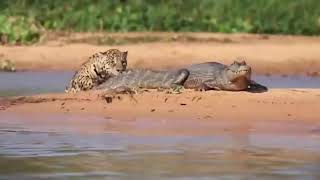 ライオン対リカオン ヒョウの攻撃 ワニの野生動物の攻撃 21 Youtube ライオン対リカオン ヒョウの攻撃 ワニの野生動物の攻撃 21 Youtube