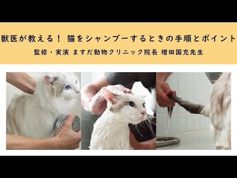獣医が教える!猫のシャンプー方法 hqdefault