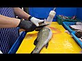 비늘 제거하지 않고 농어회뜨기! sea bass