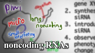 Noncoding RNAs | Bio