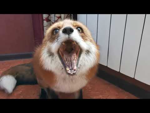 Видео: Как да шият лисица