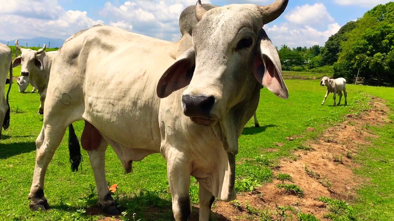 Cows AJ Farm located General Tinio ,Nueva Ecija YouTube