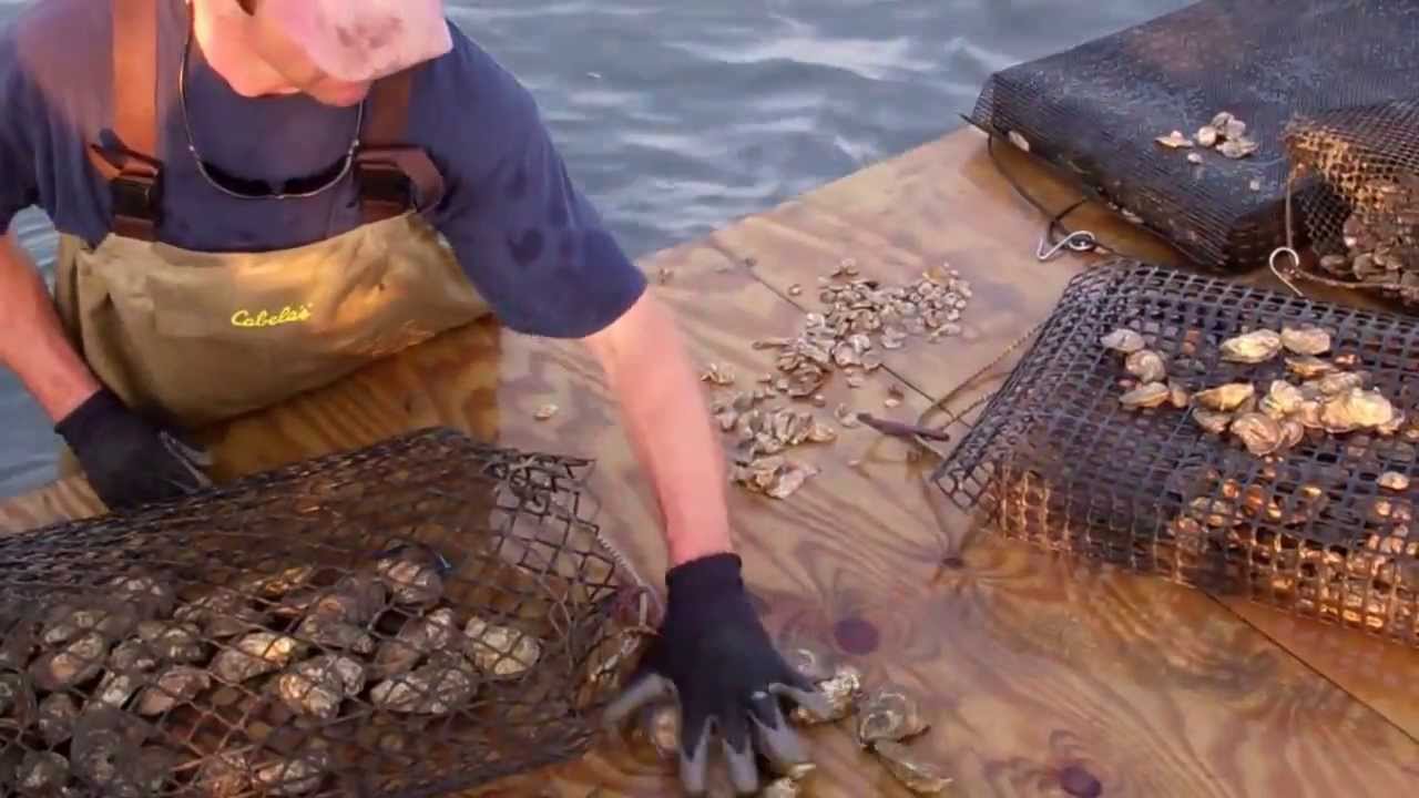 Oyster growing stages