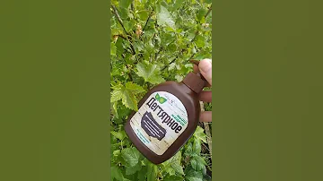Простой и Эффективный способ Борьбы С Тлёй На Смородине