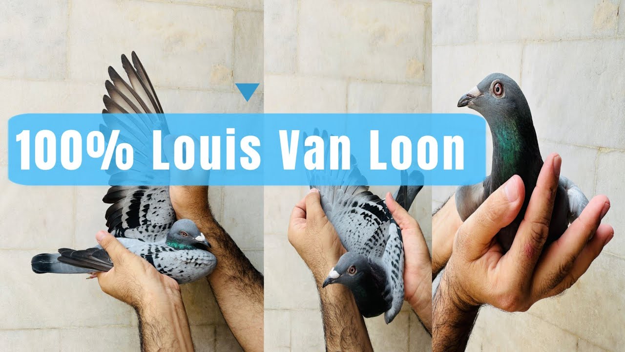 Racing Pigeon| Hen| Louis Van Loon| 💙