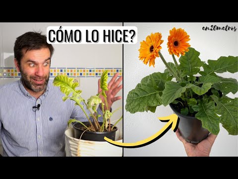 Video: Malva De Bosque (25 Fotos): Descripción Botánica De Malva De Bosque, Reglas Para Cultivar Una Planta Perenne