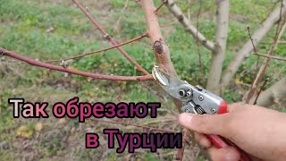 Обрезка Персика