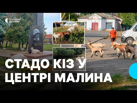 Кози на вулицях Малина на Житомирщині: проблеми з безконтрольним стадом біля вокзалу