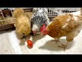 ニワトリにトマトを丸ごとあげたらこうなりました