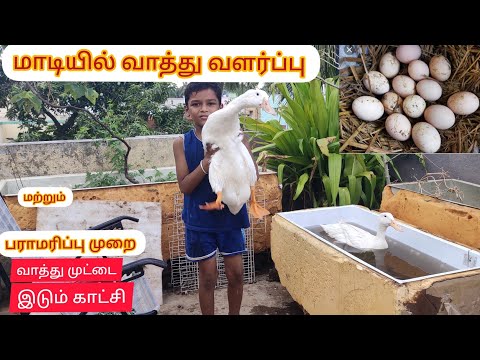 மாடியில் வாத்து வளர்ப்பு மற்றும் பராமரிப்பு முறை/Duck at tracce