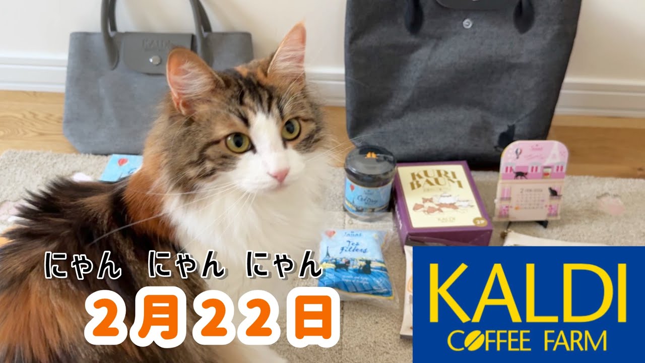 KALDIネコの日バッグ🛍猫と一緒に紹介#猫の日