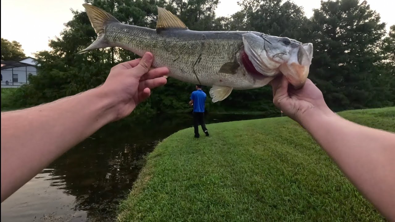 The definition of Florida bass fishing. (Multiple Big fish caught)