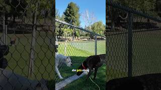 GSPs Need Exercise and Love! 💕