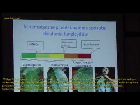 Wideo: Kontrola zgnilizny korzeni Phytophthora: leczenie zgnilizny korzeni Phytophthora drzew brzoskwiniowych