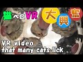 【ヘッドホン必須！】猫がペロペロVR2 大興奮　[Headphones required!] for cat’s lovers, VR video that  many cats lick[ASMR]