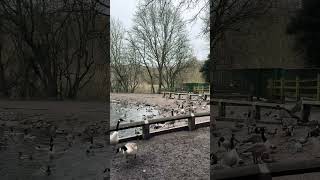 Ducks @ ReddishVale Country Park #shorts