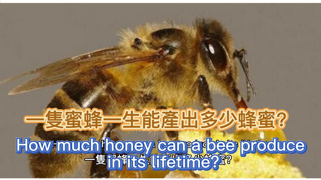  How Much Honey Can A Bee Produce In Its Life Time 