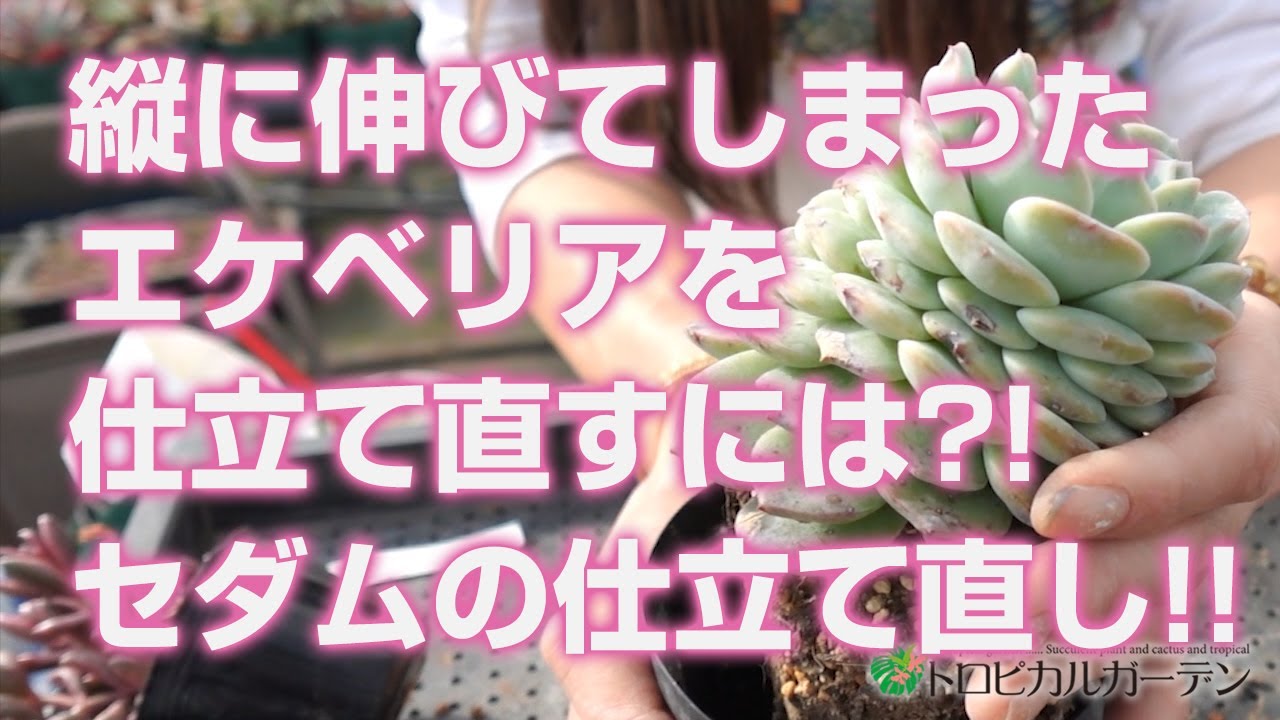 2024.02.16【Succulent】How to reshape an Echeveria that has grown