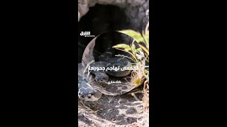 الأفعى تهاجم جحورها