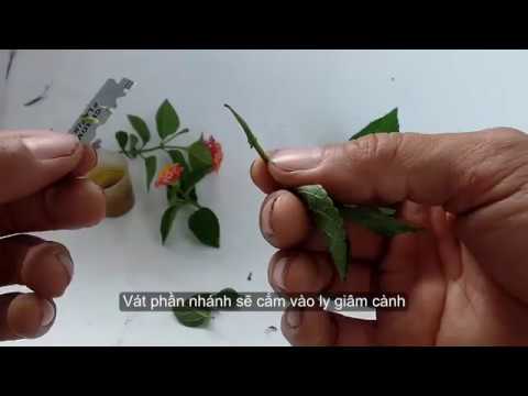 Video: Các Giống Cây Lantana Khác nhau - Các Loại Lantana Cho Vườn