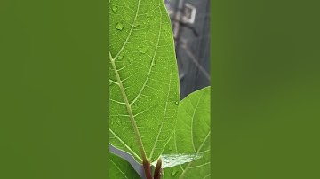 Macro Video from iPhone 7