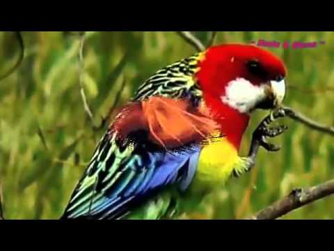 bzn pasarile paradisului bzn pasarile paradisului
