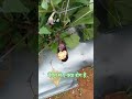 बैंगन में ए क्या रोग है #farming