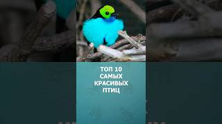 Топ 10 самых красивых птиц мира #шортс #топ10 #птицы #комарик #shorts #малышам