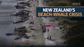 More Than 200 Whales Swim Away After New Zealand Stranding - WSJ