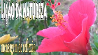 Mensagem de reflexão I Lição da Natureza