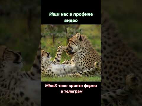 Гепарды играются #животные #shorts #shortvideo #shortsvideo #top #top10 #топ #кино #вмиреживотных