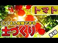 #4.トマトの育て方【土作り→おいしい実にするポイント】成長しやすい土とは？【有機肥料】【病害虫対策】【ミニトマト】【中玉トマト】【フルティカ】【プレミアムルビー】【家庭菜園】