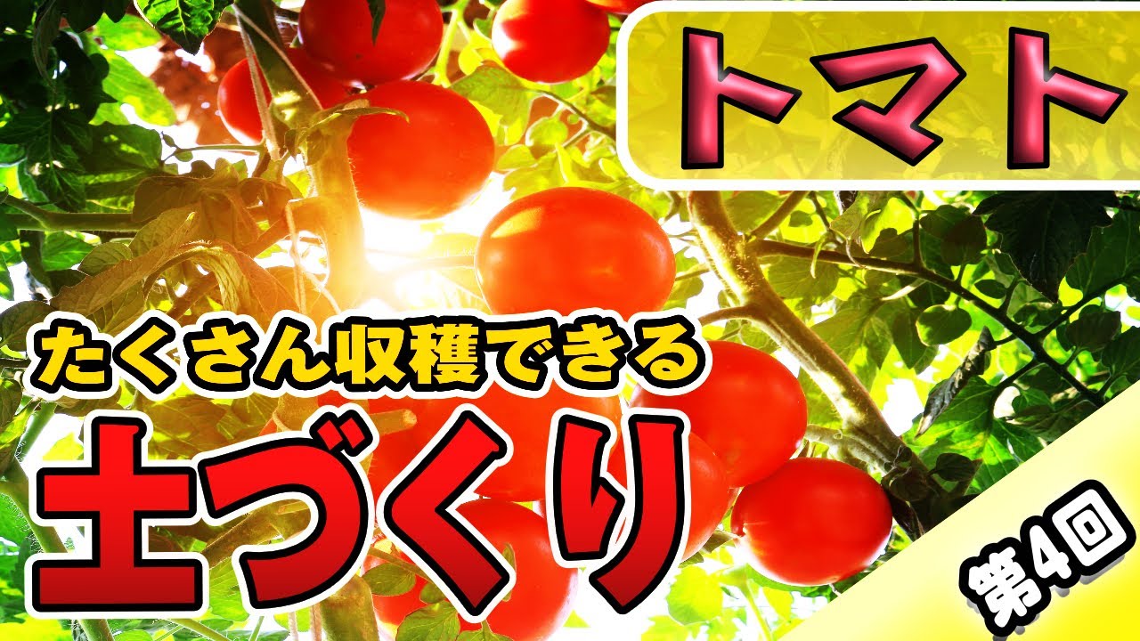 4 トマトの育て方 土作り おいしい実にするポイント 成長しやすい土とは 有機肥料 病害虫対策 ミニトマト 中玉トマト フルティカ プレミアムルビー 家庭菜園 Youtube